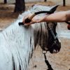 Aqua Comb for Horses - Instantly Wets Tail & Mane - Image 7